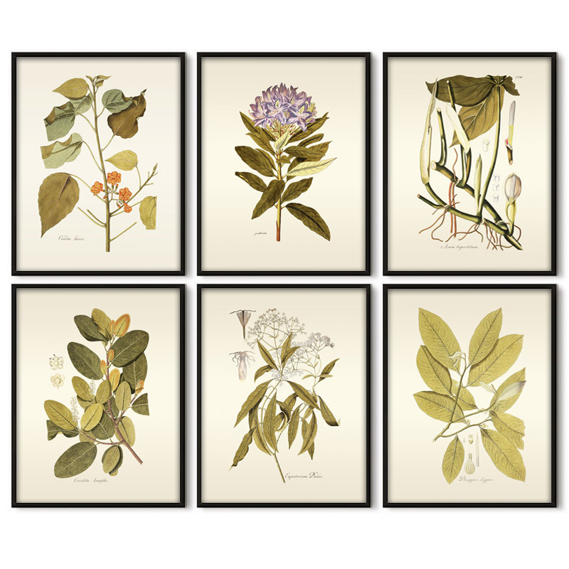 พืชสมุนไพร Wall Art ภาพวาด Vin - Office Furniture York บทวิจารณ์และราคา